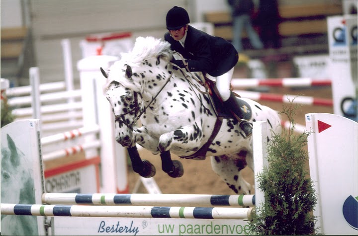 FINTEL KNN 125 - Knabstrupper Stallion